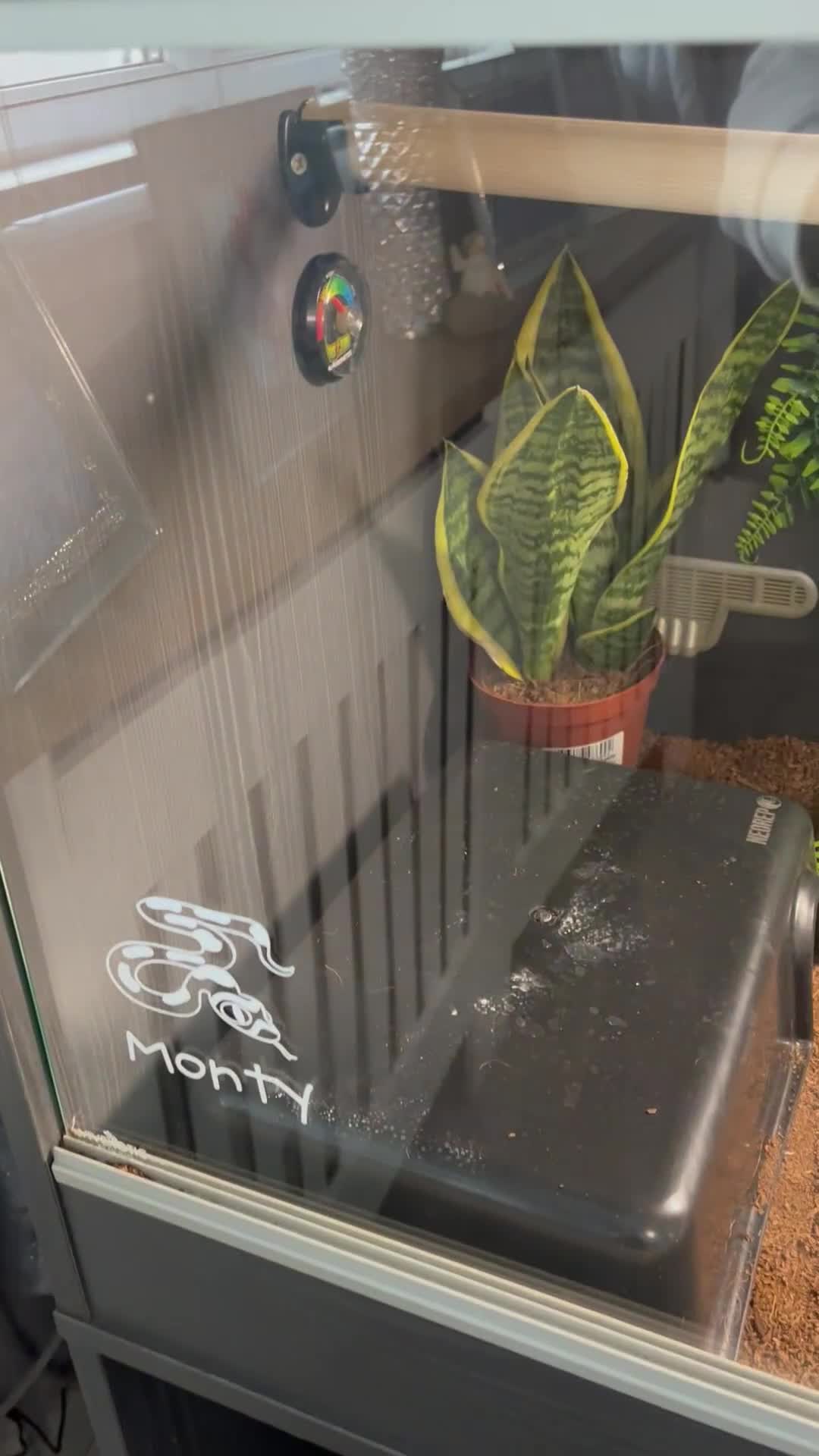 Python Snake reptiles for sale: Ball python with vivarium  - Video 1