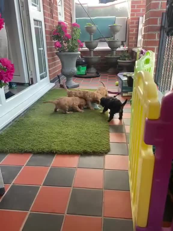 Cavalier King Charles Spaniel dogs for sale: Beautiful Cavalier King Charles Spaniel Puppies in Coventry - Video 2