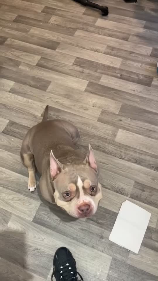 American Bully dogs for sale: Pocket bully  - Video 1