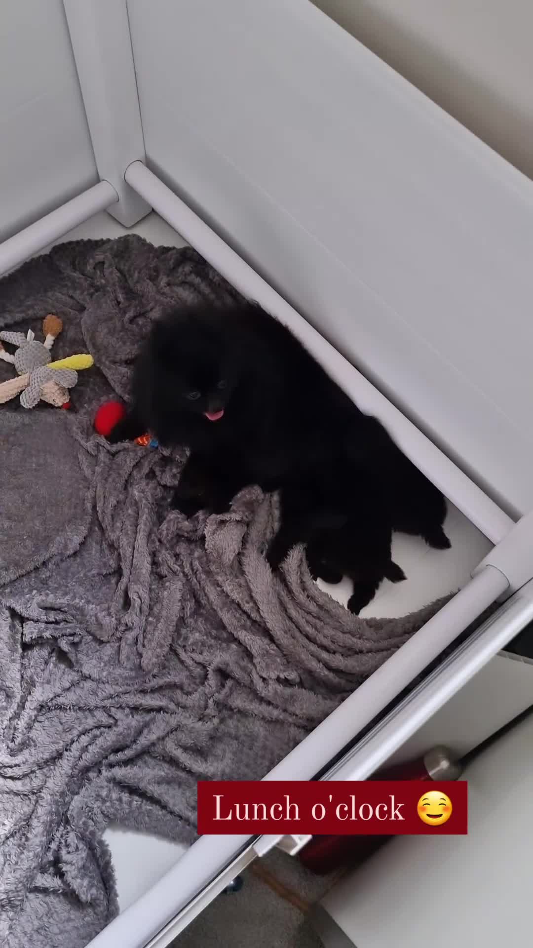 Pomeranian dogs for sale: Outstanding 💖re-available!All info below ⬇️ 35+🏆 - Video 1