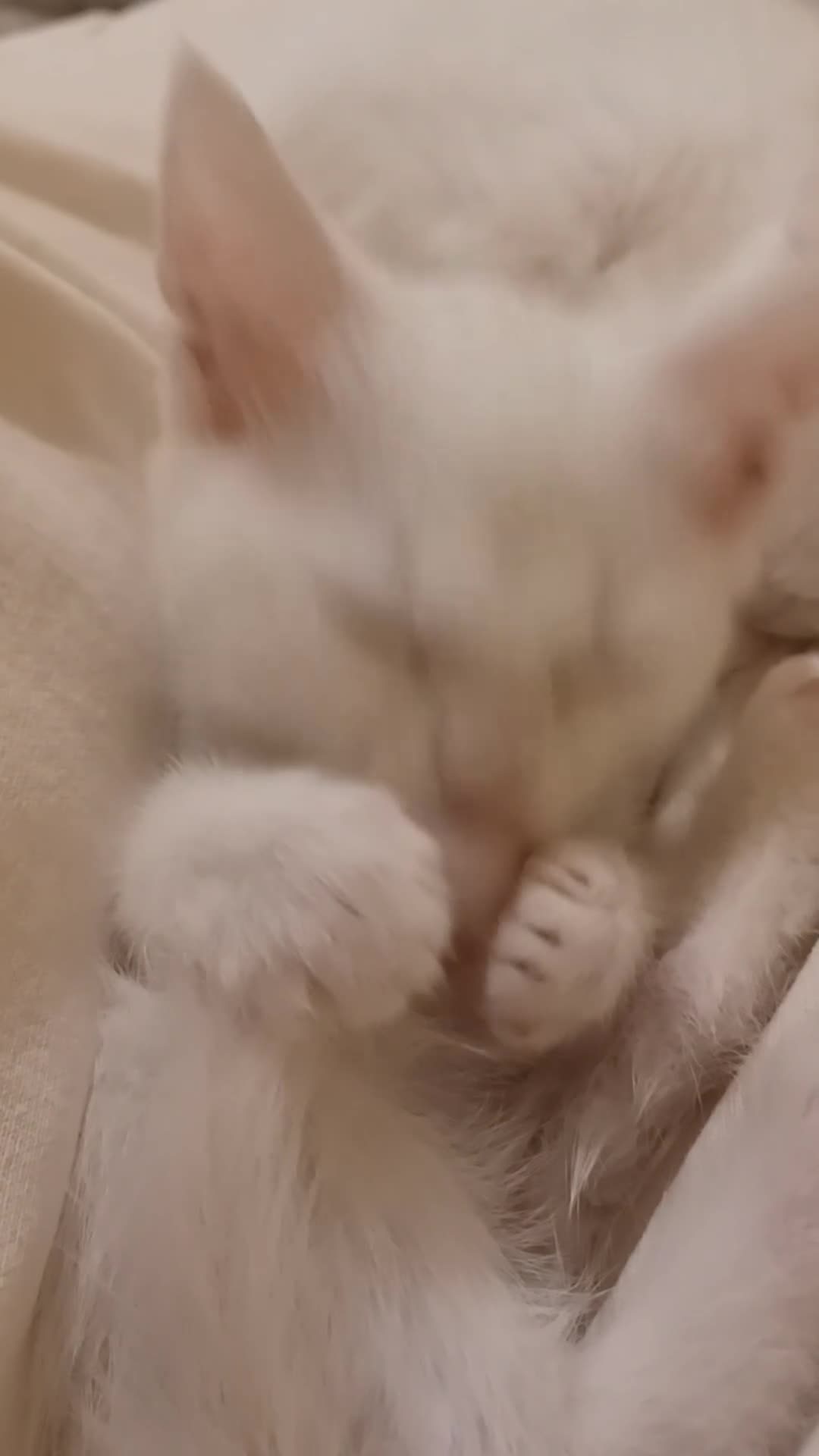 Mixed Breed cats for sale: 🐱 4 Gorgeous Pure White Kittens Available NOW!  - Video 2