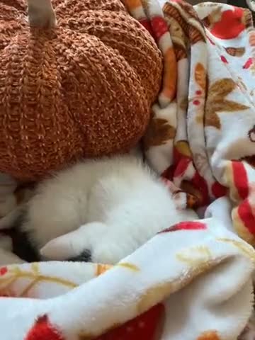 Mixed Breed cats for sale: Little female kitten 🤍 - Video 1
