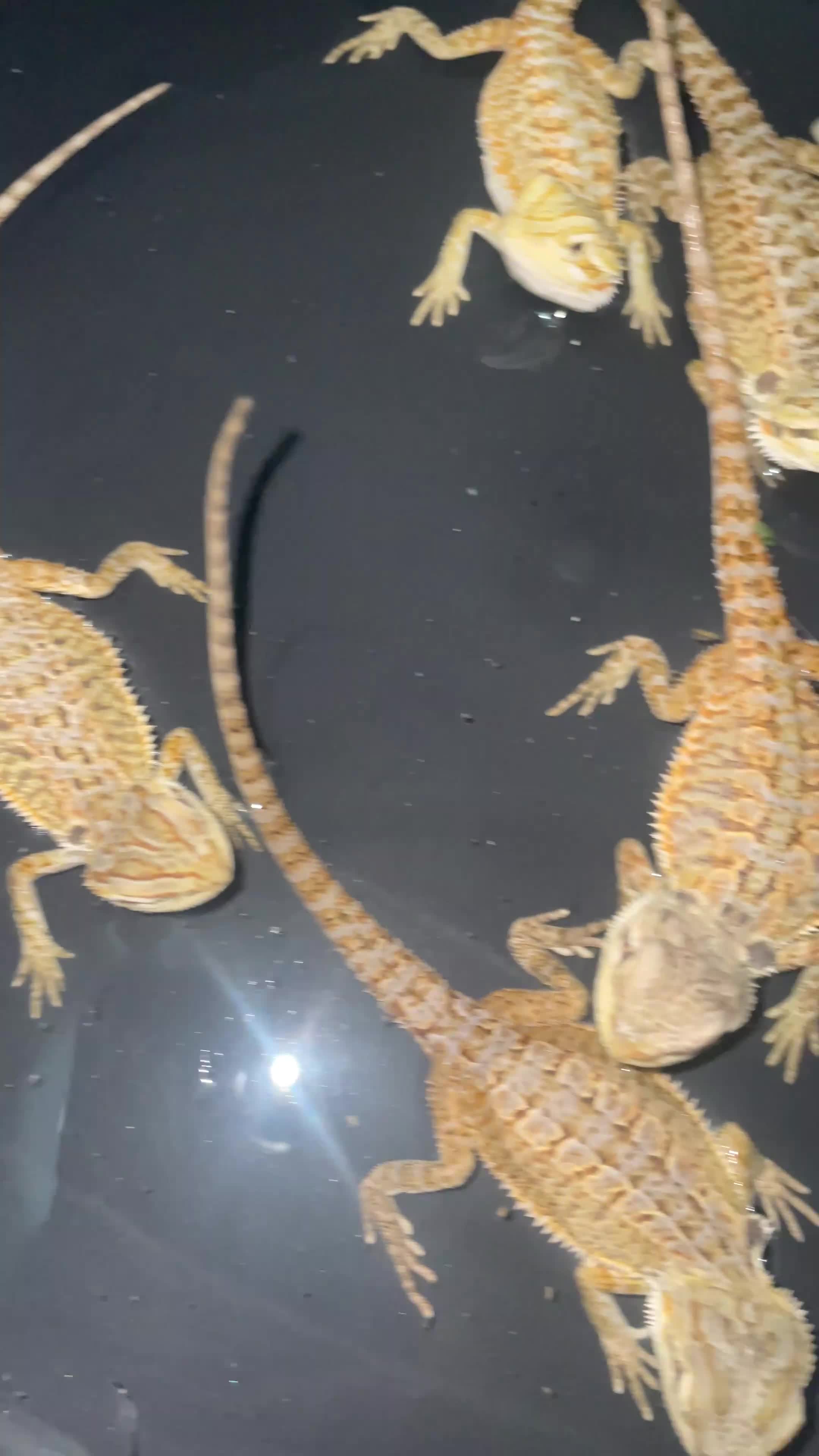Bearded Dragon reptiles for sale: Bearded dragons  - Video 4