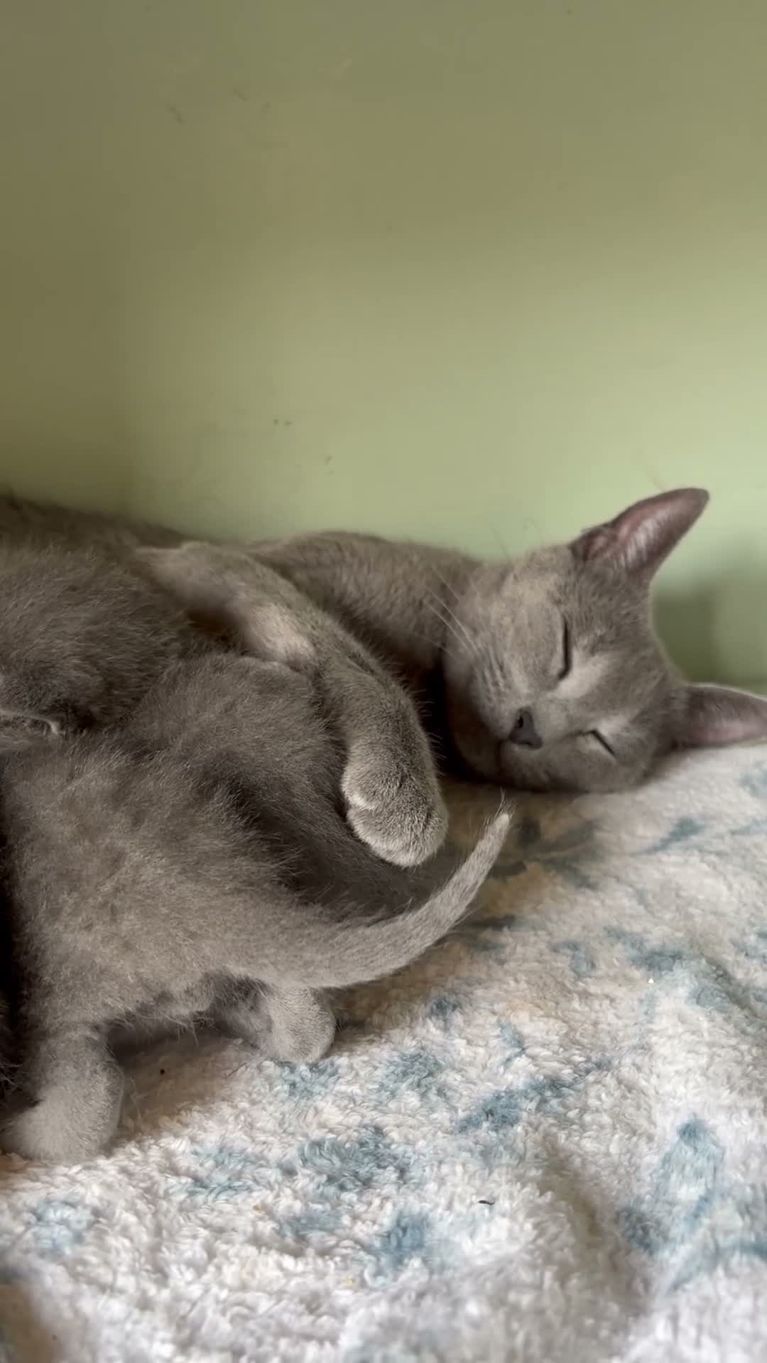 Russian Blue cats for sale: 💙6 Majestic Pure Pedigree Russian Blue Kittens💙 - Video 1