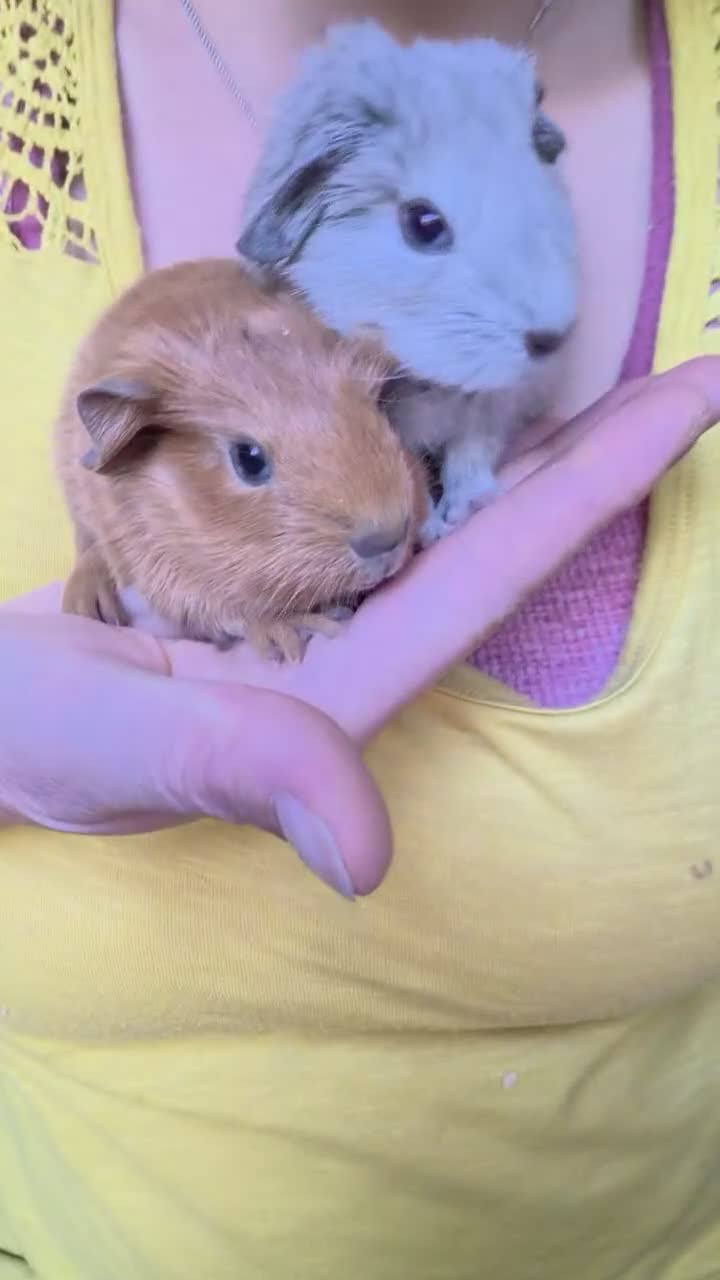 Guinea Pig rodents for sale: Bond pair boys looking for forever home  - Video 2