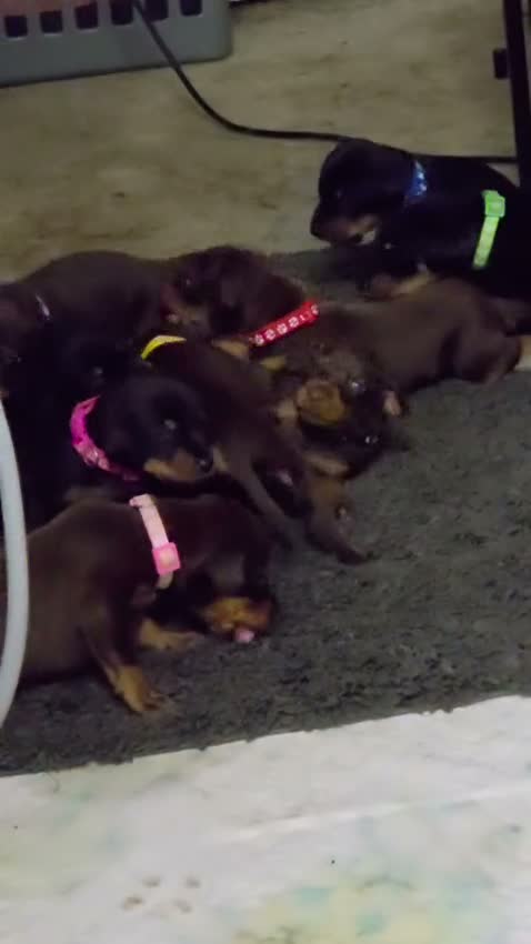 Dobermann dogs for sale: Doberman puppies - Video 1