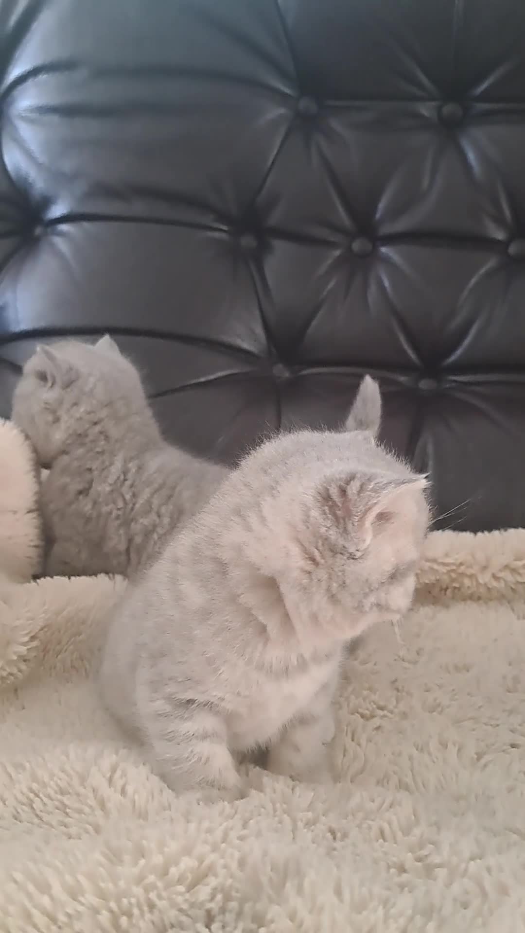 British Shorthair cats for sale: GCCF registered, ready to collect next week! - Video 3