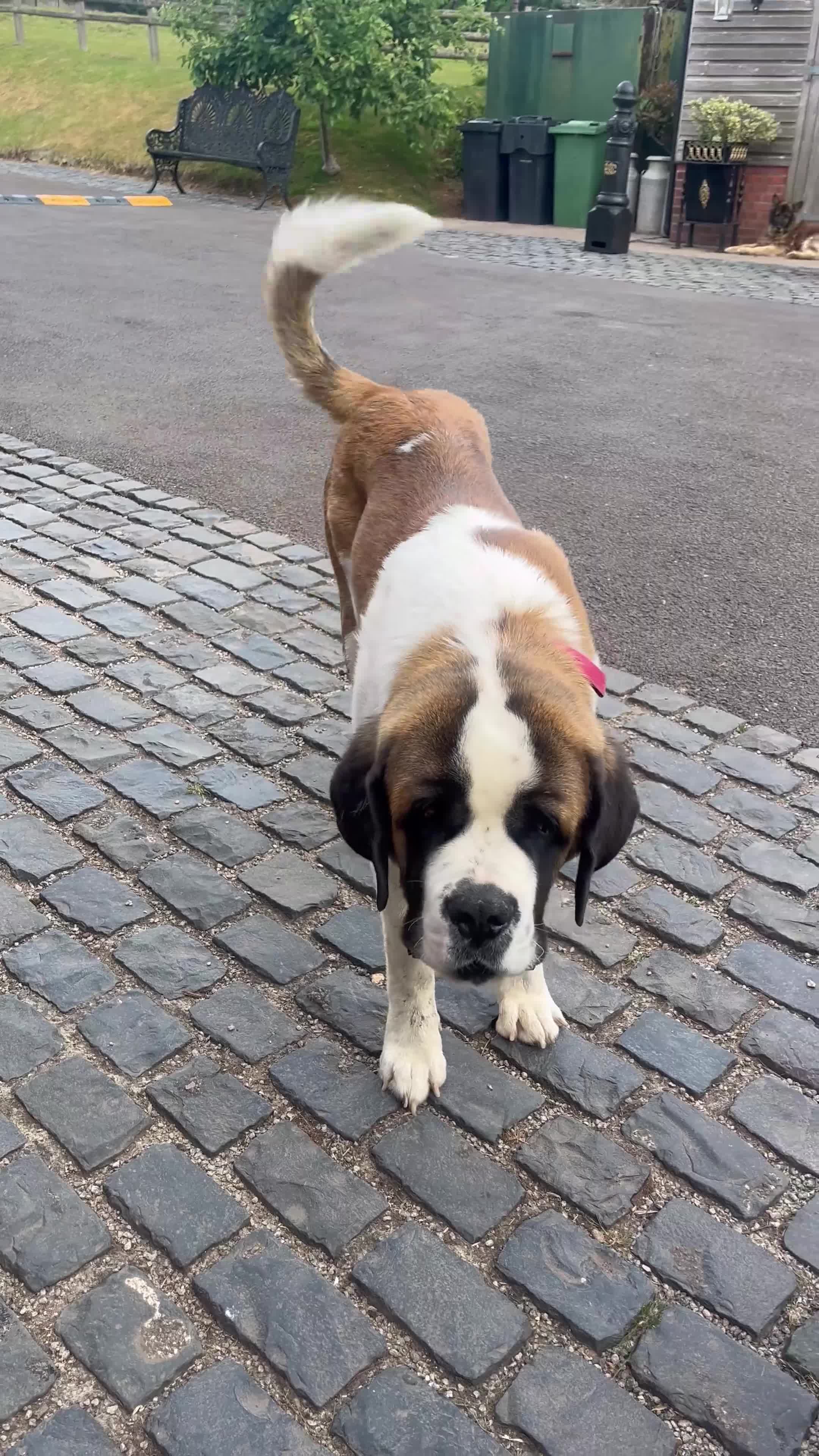 Saint Bernard dogs for sale: Chunky family raised champ blood Saint Bernard 🐶  - Video 1