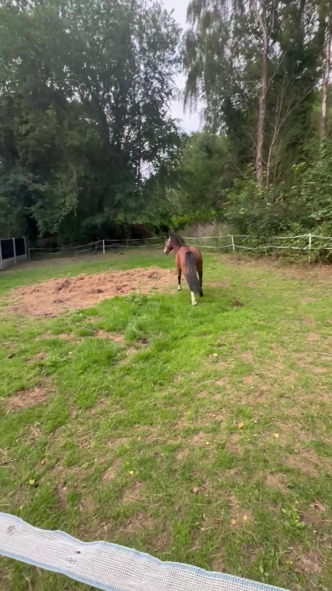 Welsh Section B horses for sale: Magic - Video 1