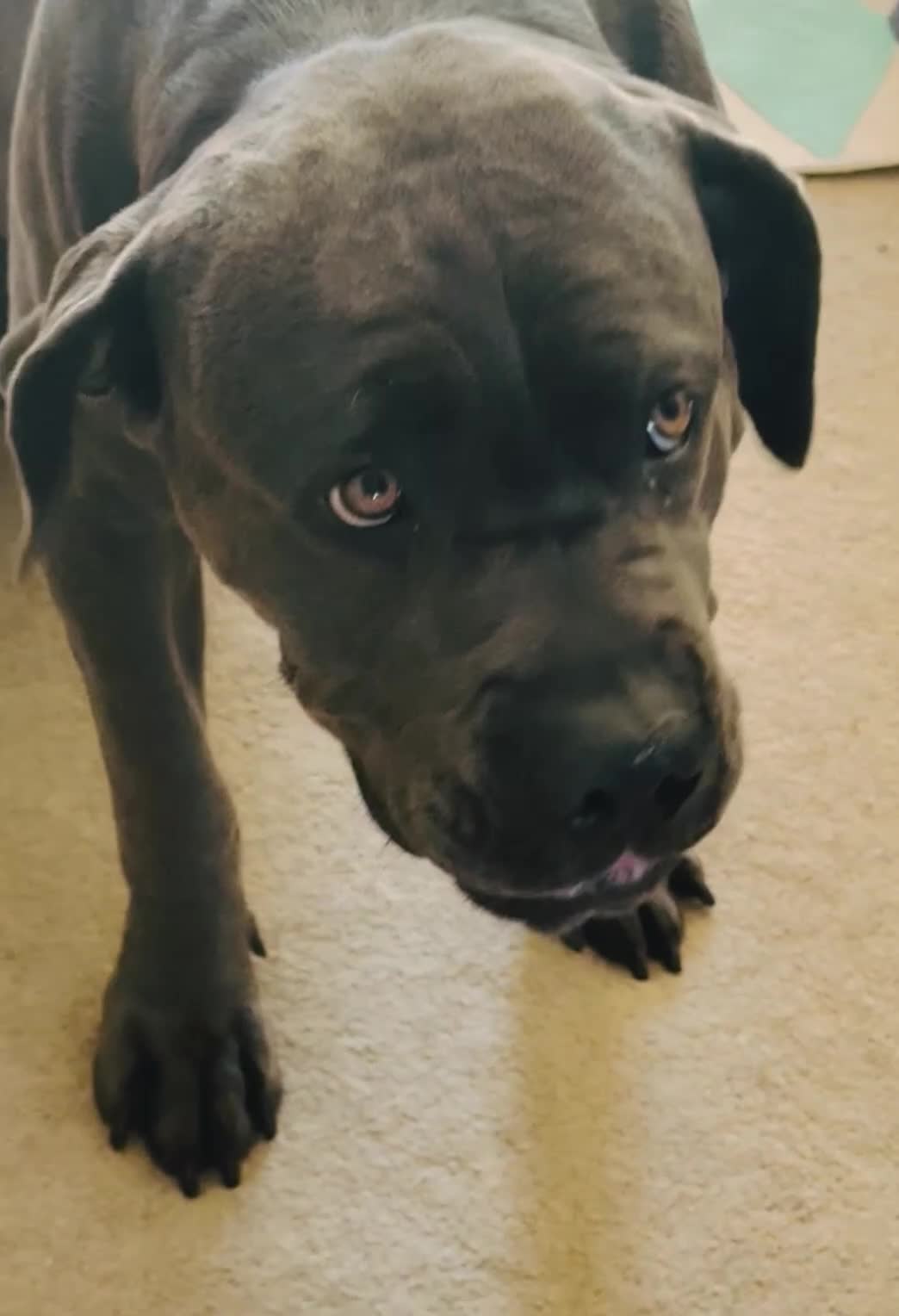 Cane Corso dogs for sale: Rehomeing & selling dog breeders in Oxford - Video 1