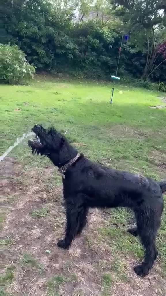Giant Schnauzer dogs for sale: Eden. 14 months Giant Schnauzer bitch  in Colchester - Video 2
