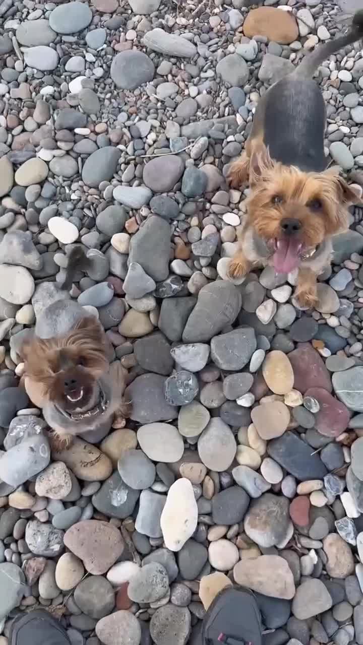 Yorkshire Terrier dogs for sale: Yorkshire terriers puppies looking for homes - Video 3