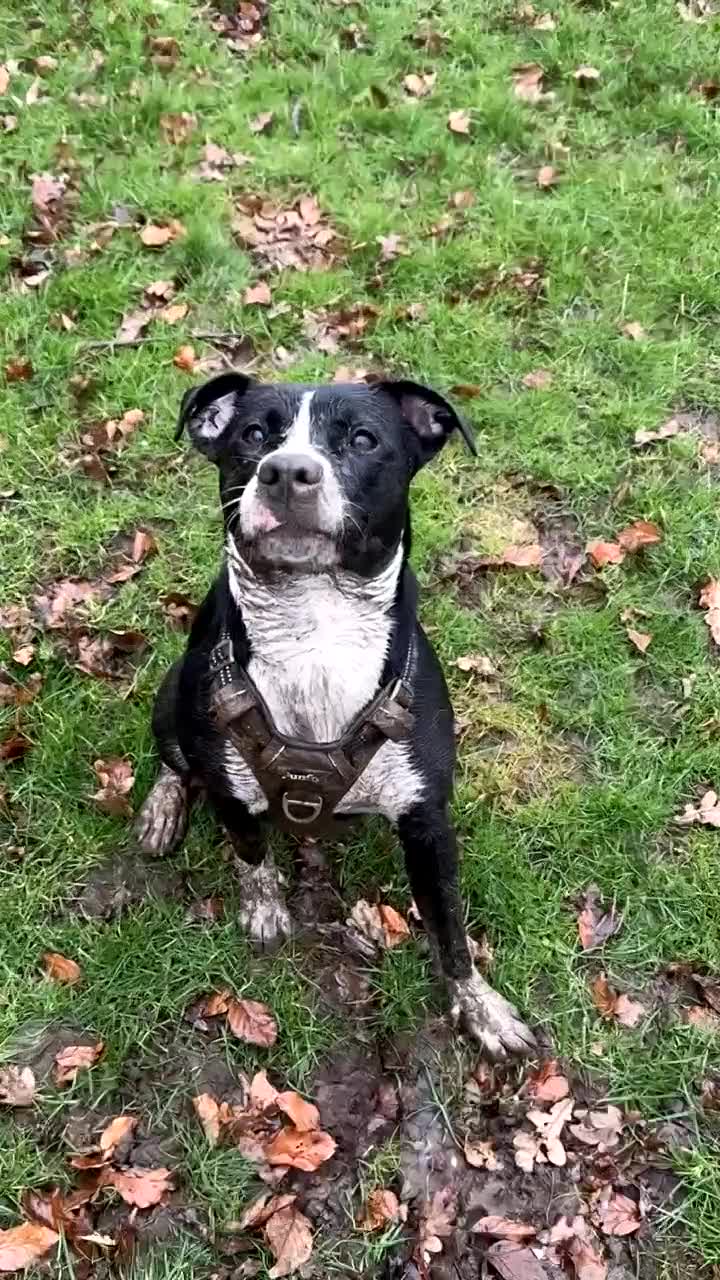 Mixed Breed dogs for sale: Loving family Dog - Video 3