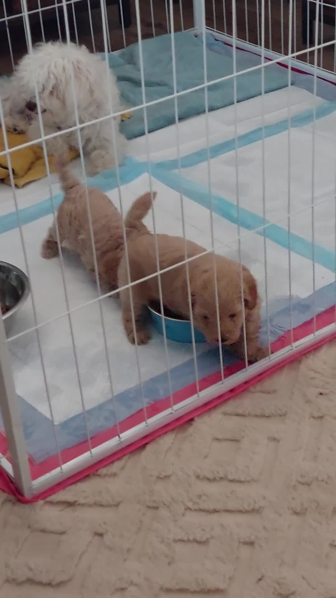 Maltipoo dogs for sale: 2 gorgeous maltipoo boys - Video 2