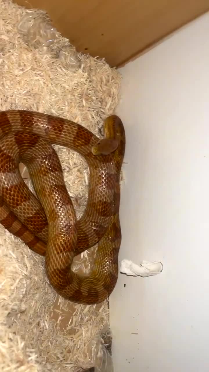 Corn Snake reptiles for sale: Corn snake and viv  - Video 2