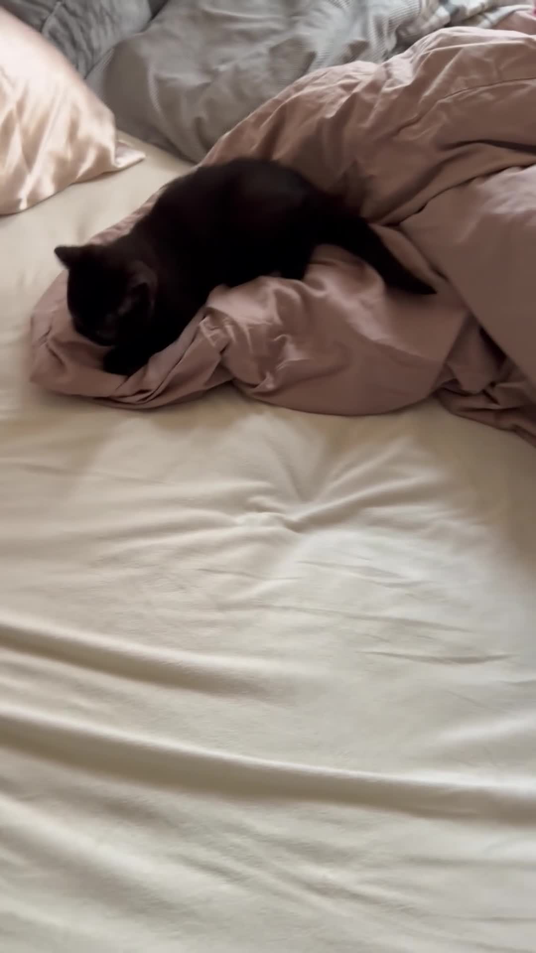 British Shorthair cats for sale: Last kitten - Dark Chocolate BSH - Video 2