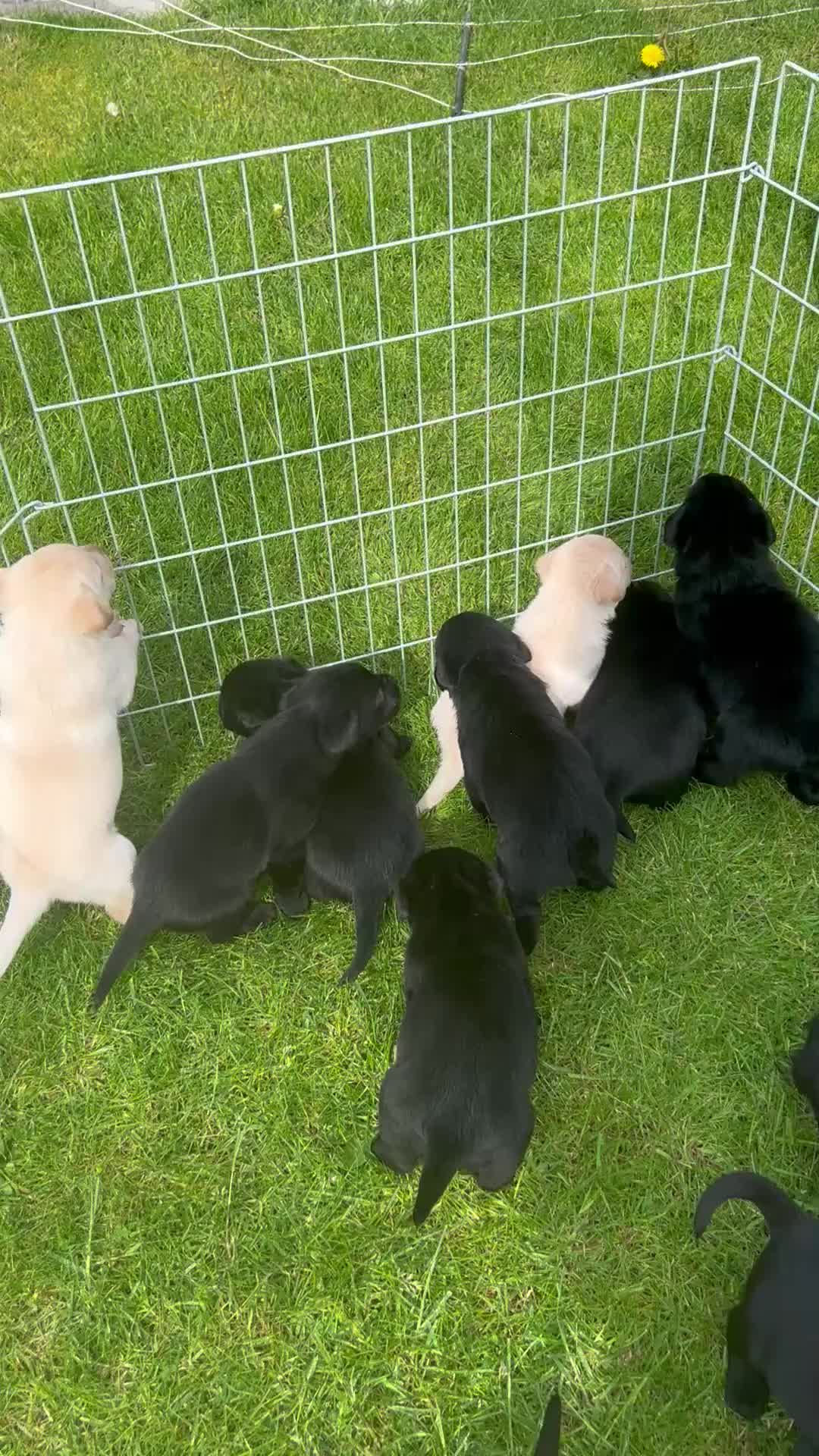 Labrador Retriever dogs for sale: Black and Golden Labrador Puppies - Video 1