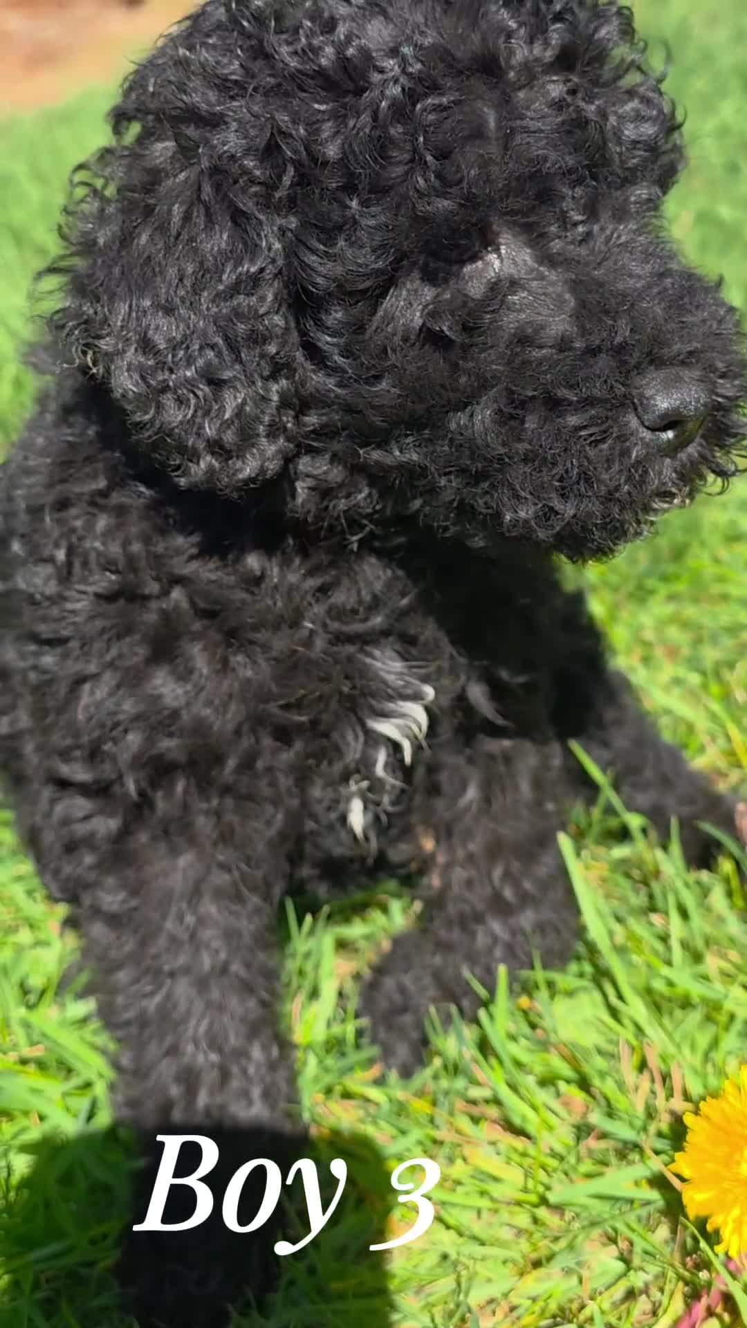 Mixed Breed dogs for sale: Miniature labradoodle cockapoo x bedlington  - Video 1