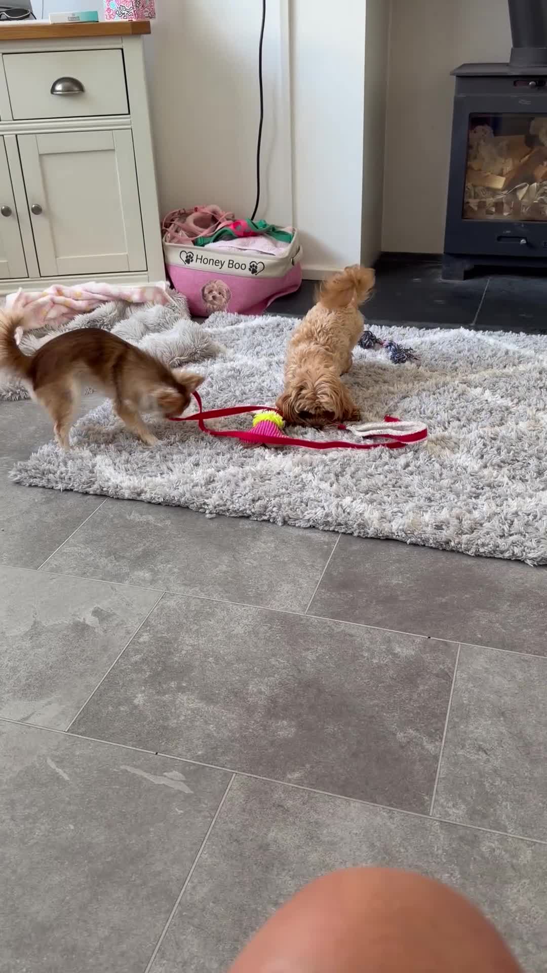Maltipoo dogs for sale: Tiny Maltipoo female  in Chorley - Video 1