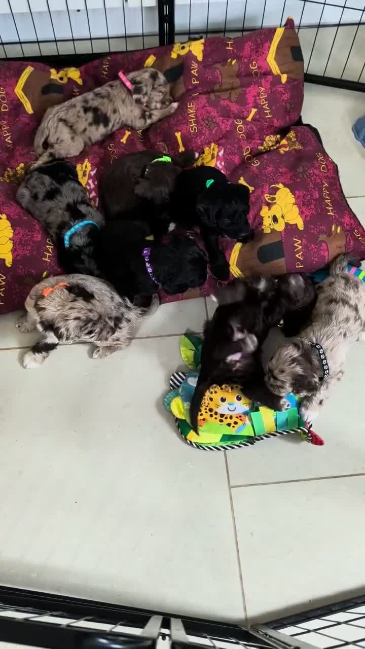 Cockapoo dogs for sale: Cockerpoo puppies  - Video 2