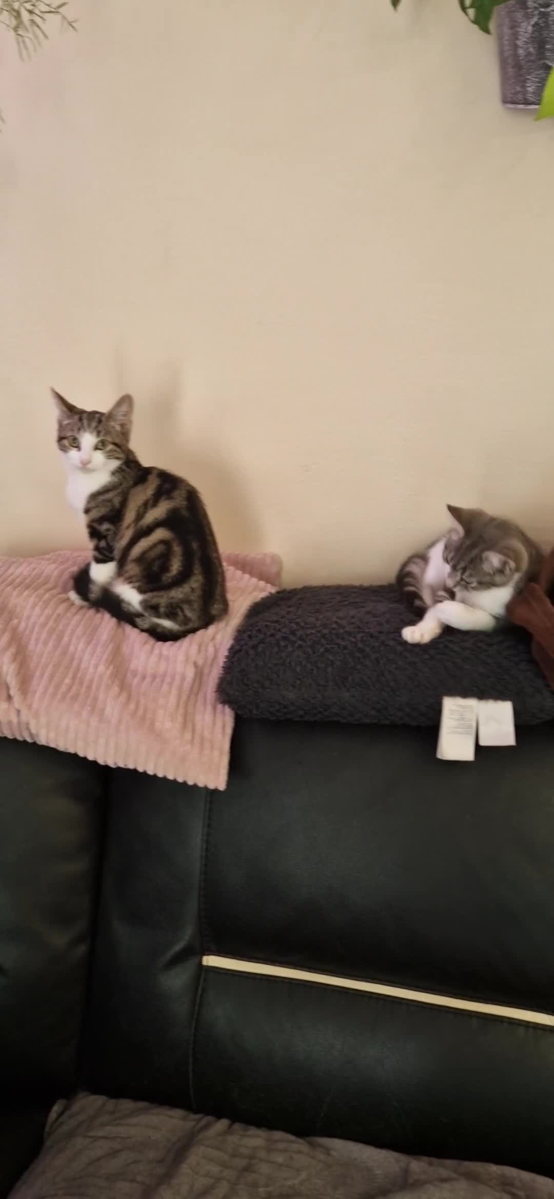 Mixed Breed cats for sale: Male and female kitten for sale  - Video 1