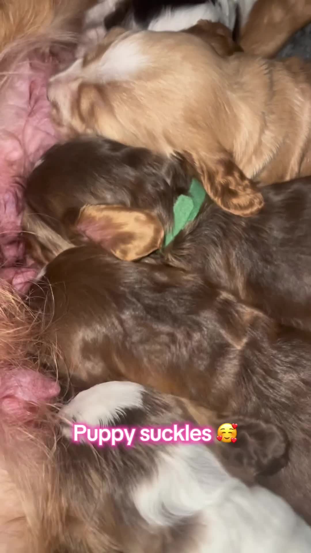 Cocker Spaniel dogs for sale: Beautiful health tested Cocker spaniel pups  - Video 5