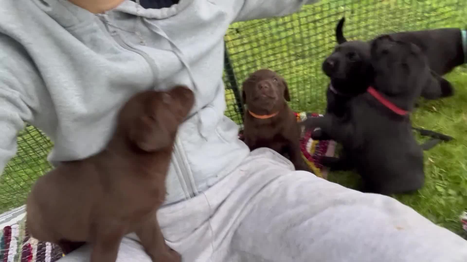 Labrador Retriever dogs for sale: 1 Excellent, outstanding male ready 9 November  - Video 1