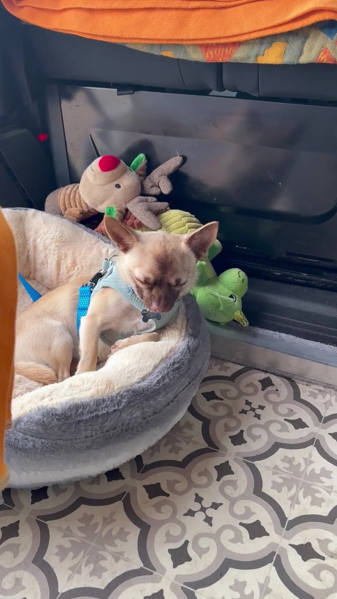 Chihuahua dogs for sale: Male Chihuahua 13 months old - Video 1