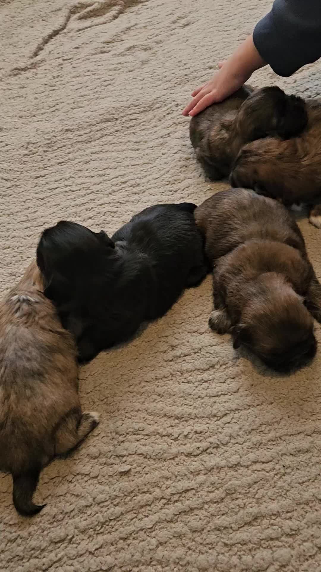 Shih Tzu dogs for sale: Shihtzu puppys  - Video 1