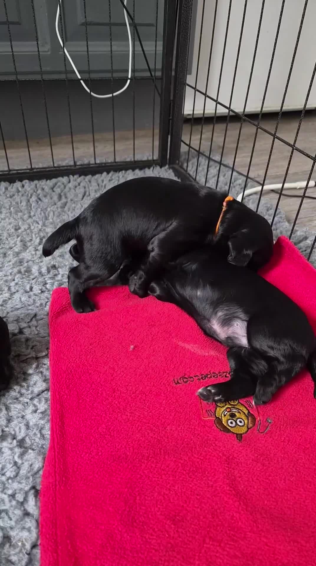 Cocker Spaniel dogs for sale: Working cocker spaniel girl - Video 1