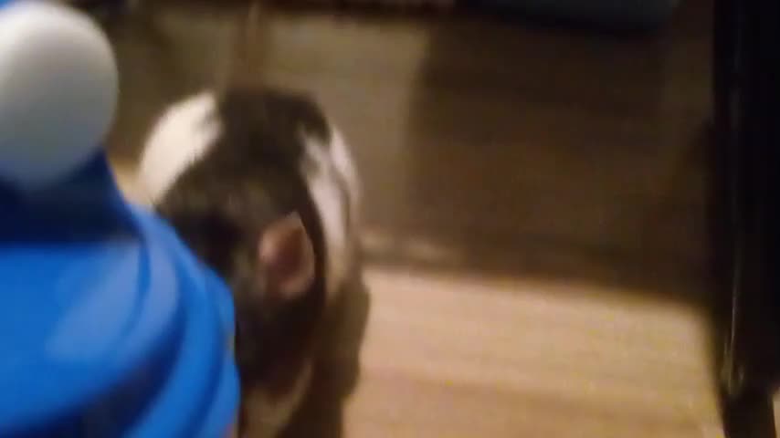 Rat rodents for sale: 3 beautiful rats  - Video 3
