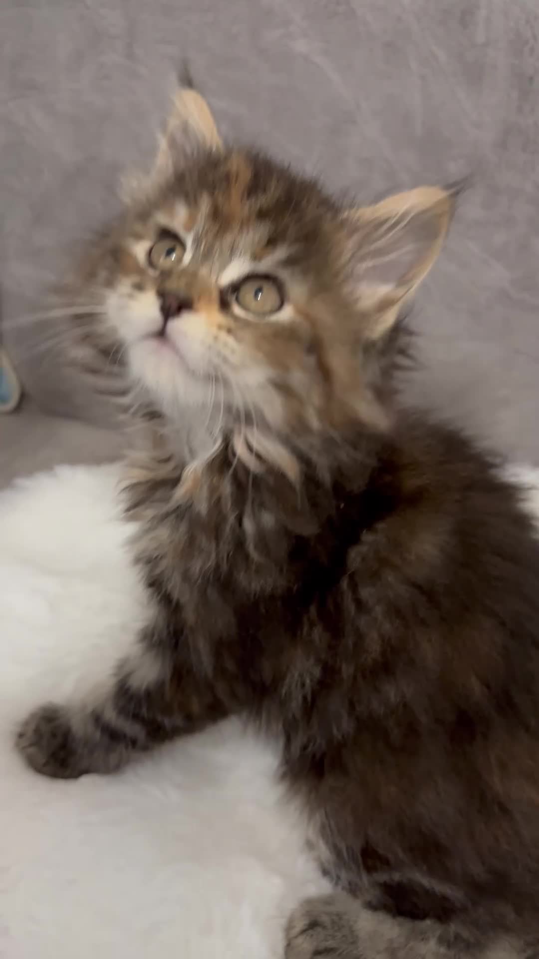 Maine Coon cats for sale: LAST GIRL Maine Coon Kitten  - Video 1