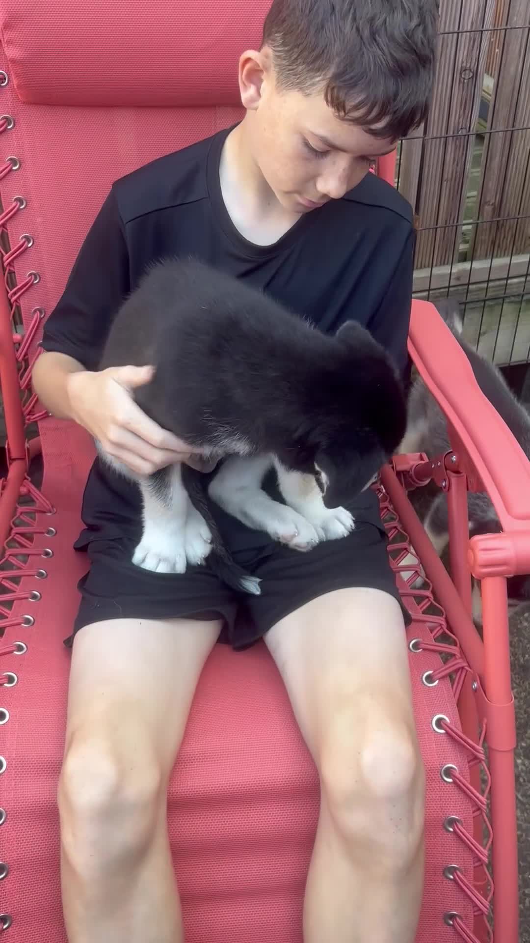 Siberian Husky dogs for sale: Lovely husky puppies, ready for new homes on 25/8 - Video 3
