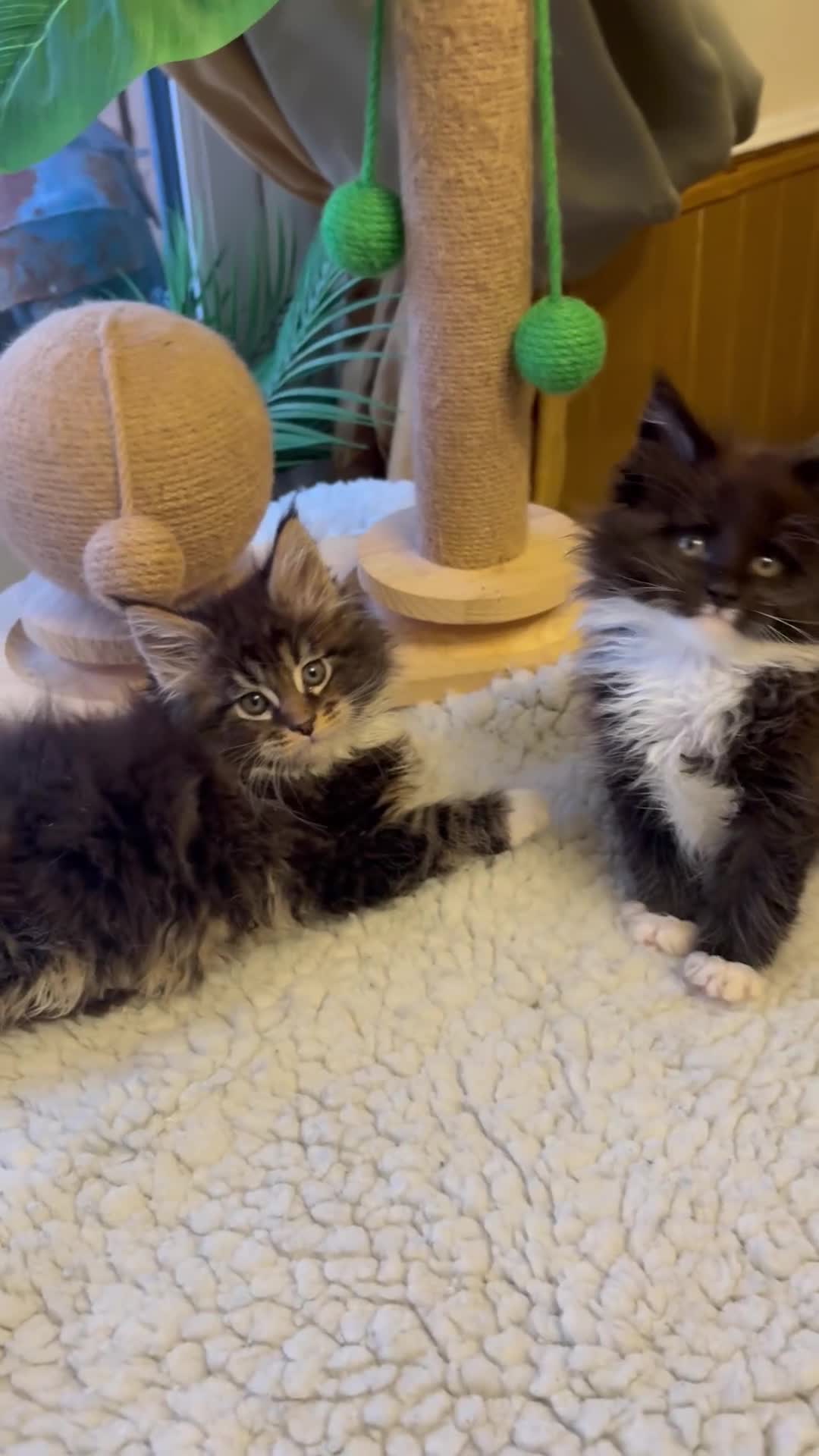 Maine Coon cats for sale: Stunning pedigree Maincoon kittens  - Video 2