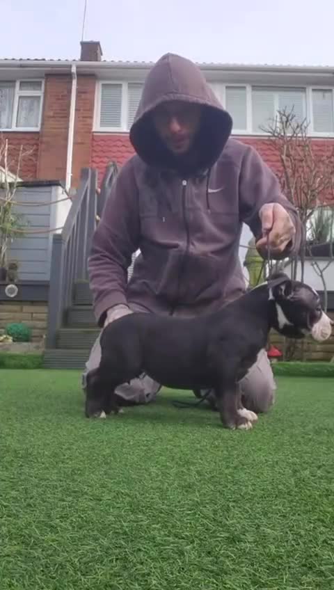 American Bully dogs for sale: American bully pocket female  - Video 2