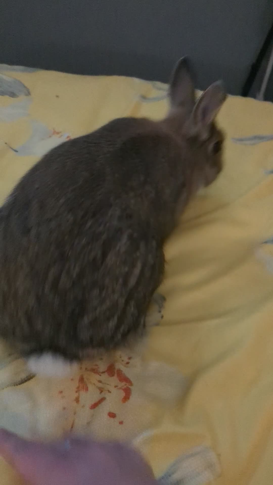 Netherland Dwarf rabbits for sale: Female rabbit  - Video 1