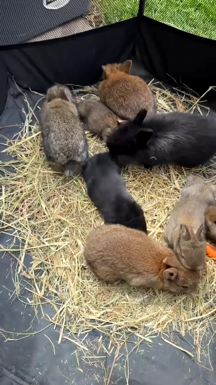 Netherland Dwarf rabbits for sale:  Netherland dwarf x lion head BABY rabbits 🐰  - Video 1