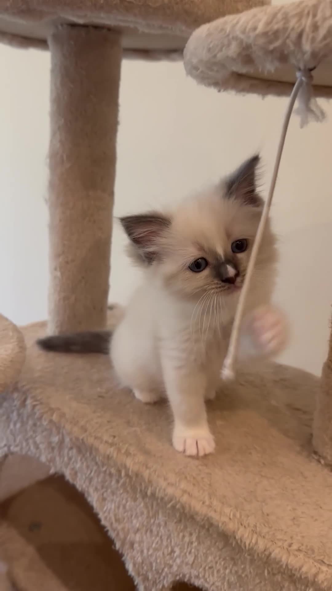 Ragdoll cats for sale: BLUE POINT RAGDOLL GIRL - Video 3
