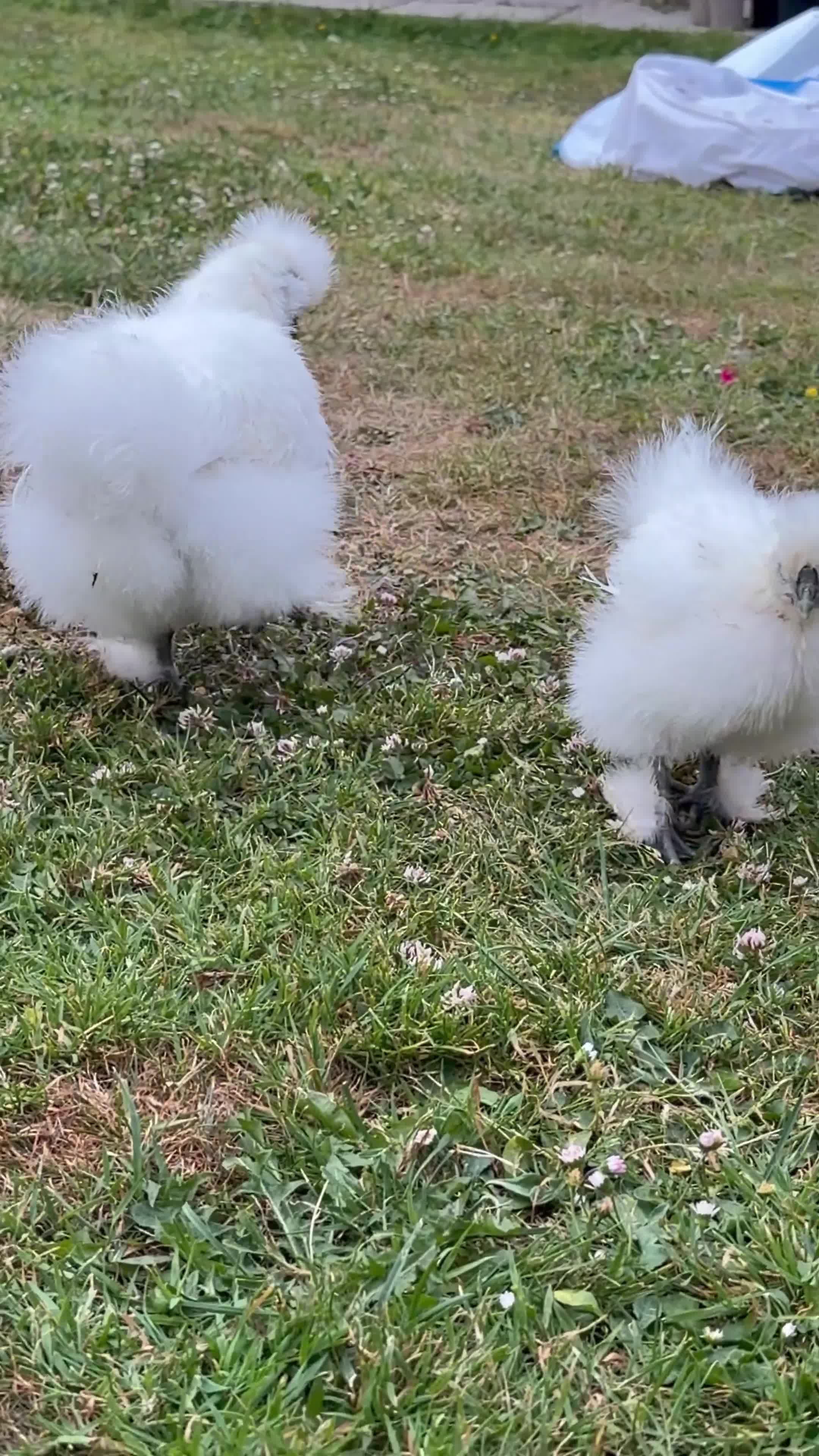 Chickens poultry for sale: Silkie chicks  - Video 1
