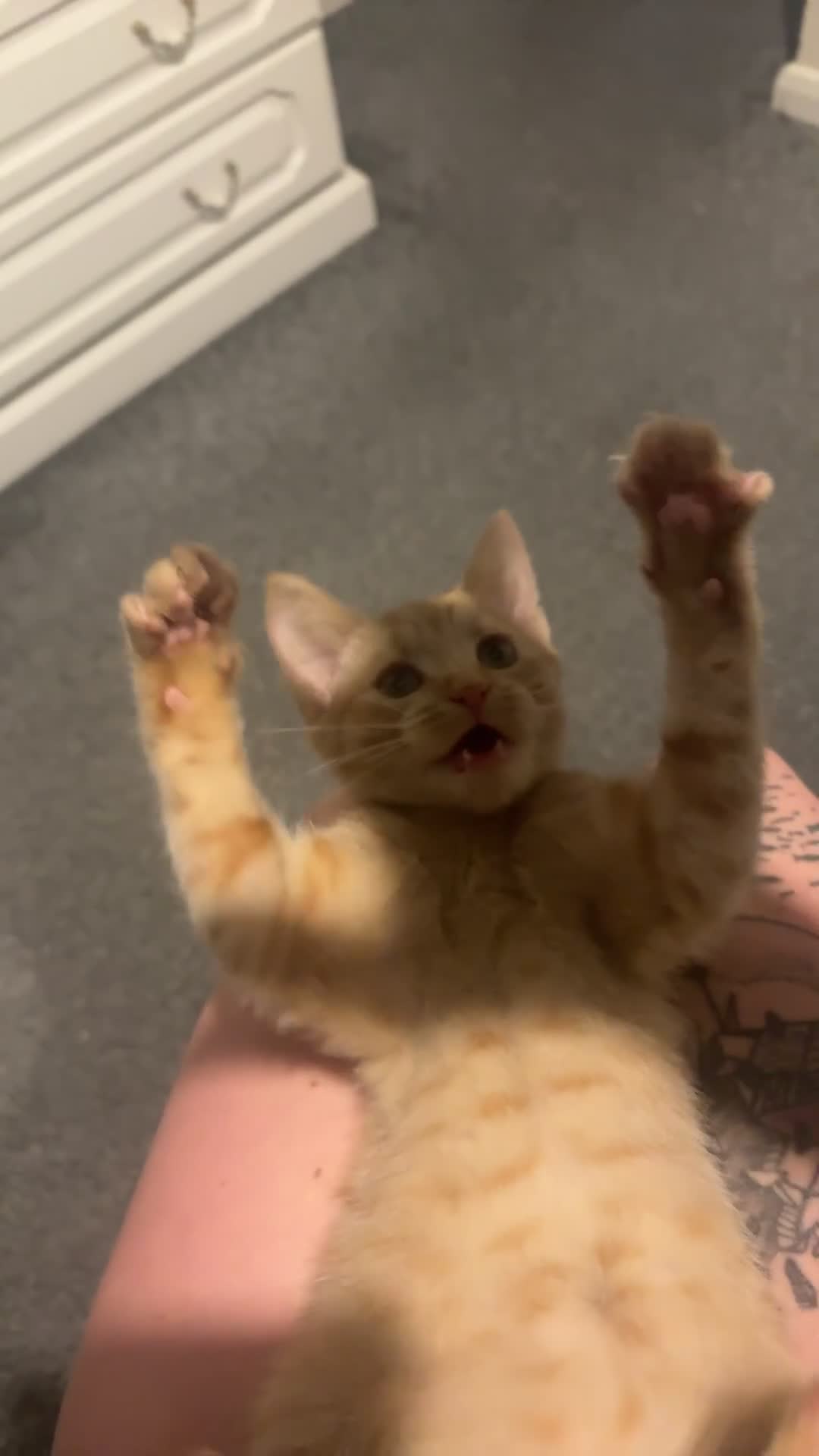 Mixed Breed cats for sale: Beautiful Ginger boy - Video 1