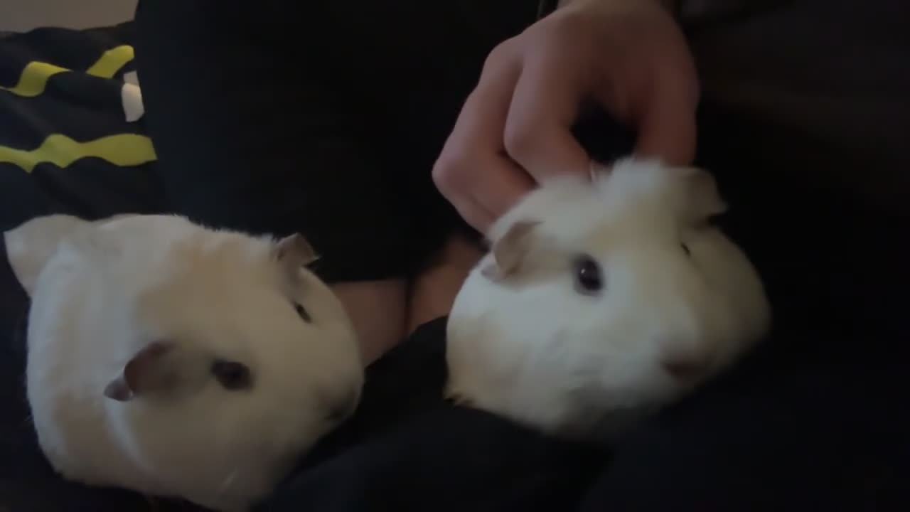 Guinea Pig rodents for sale: 2 White Hair Guinea Pigs in Bangor - Video 2