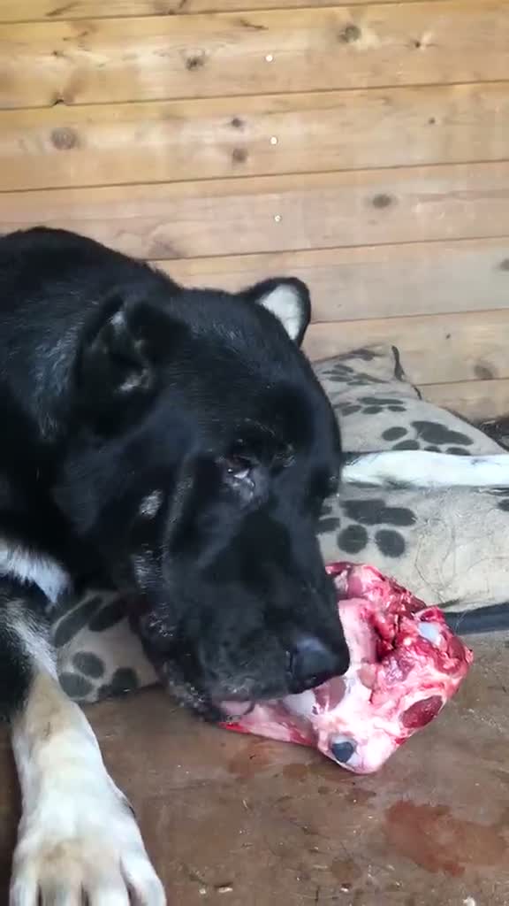 Turkish Kangal dogs for sale: Kangal male (import) - Video 2