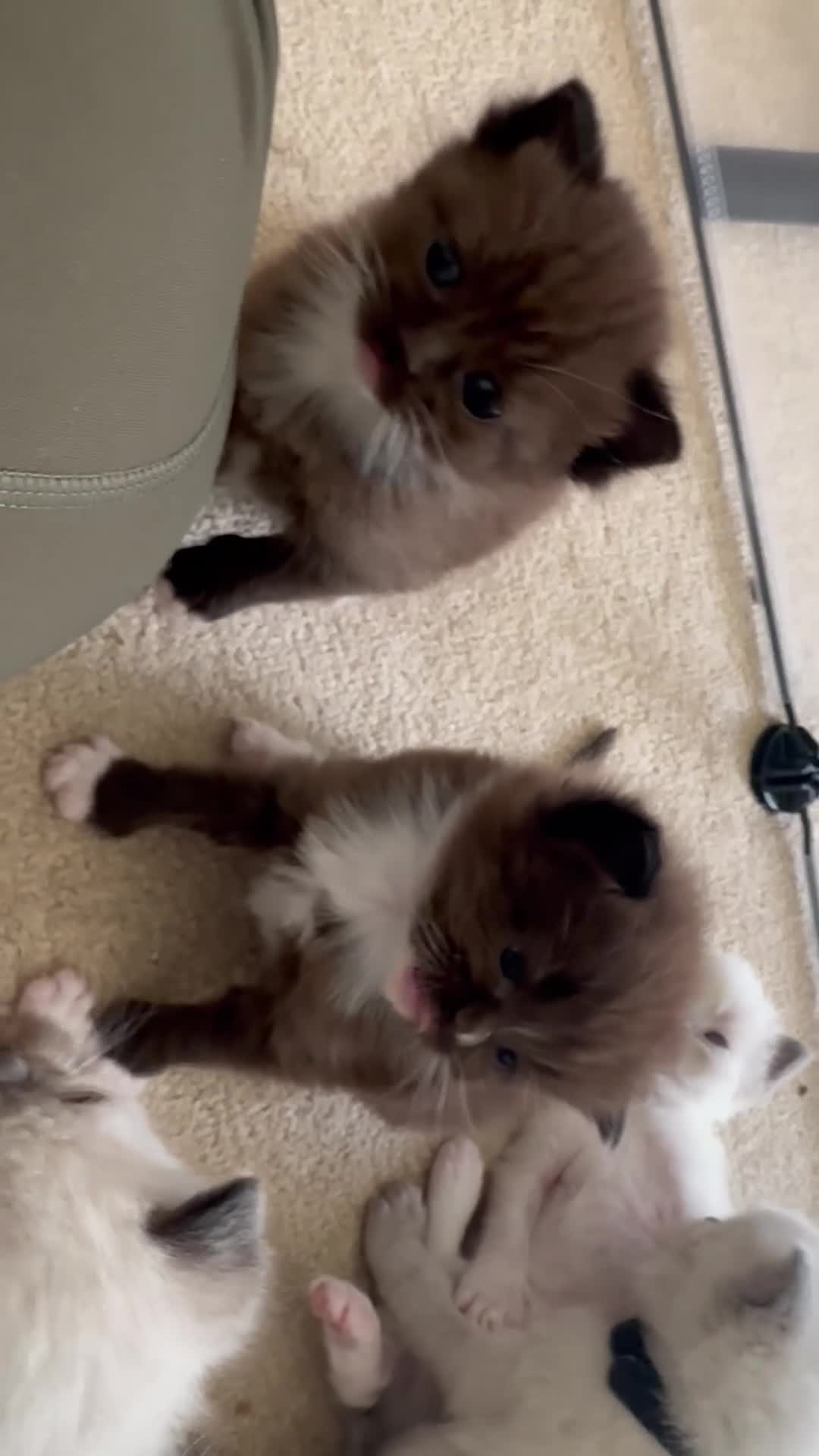 Ragdoll cats for sale: CINNAMON RAGDOLLS - GIRL AND BOY 🐻🤎🧸 - Video 1