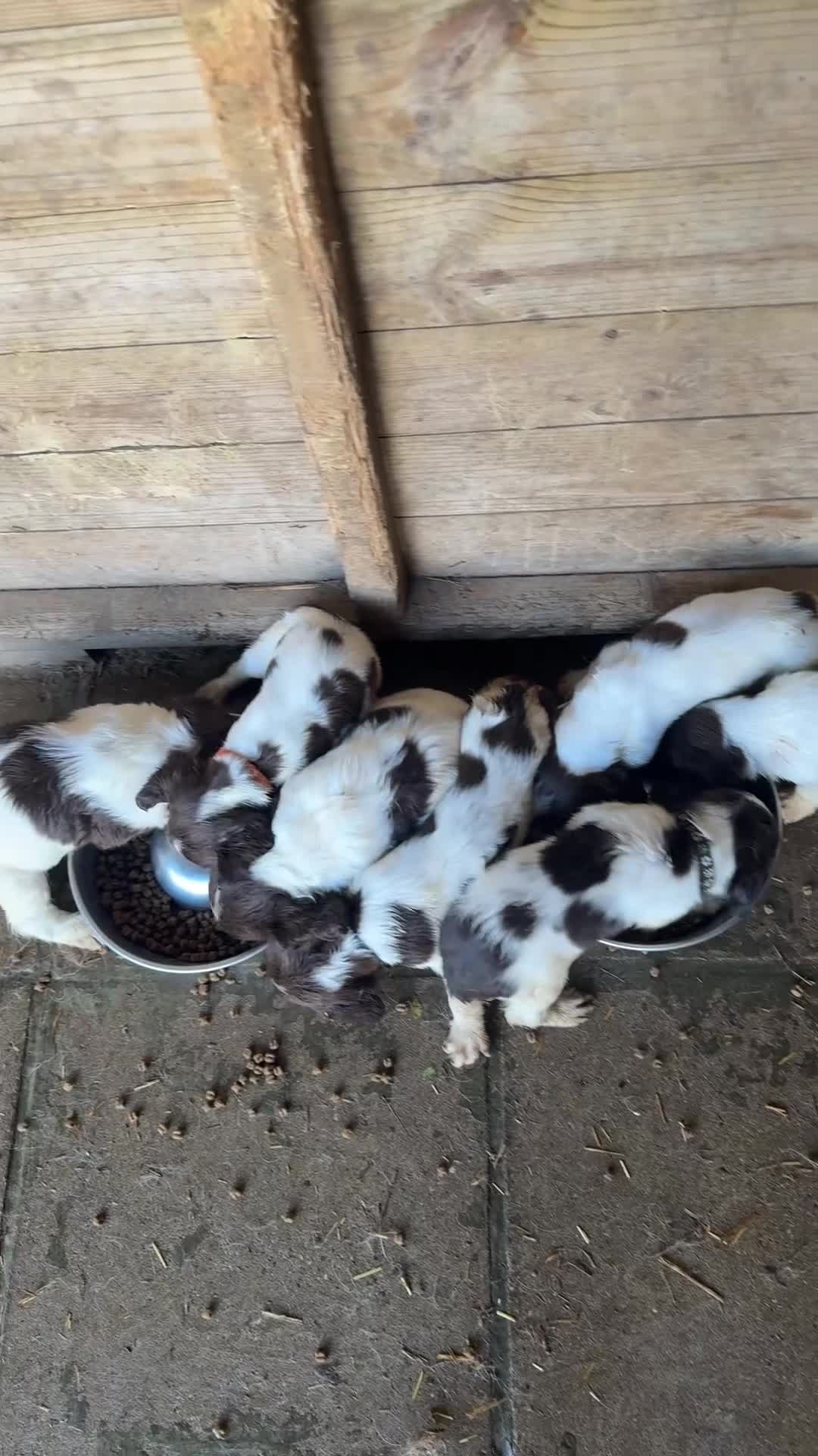 English Springer Spaniel dogs for sale: Parents KC registered FTCH line pups - Video 2
