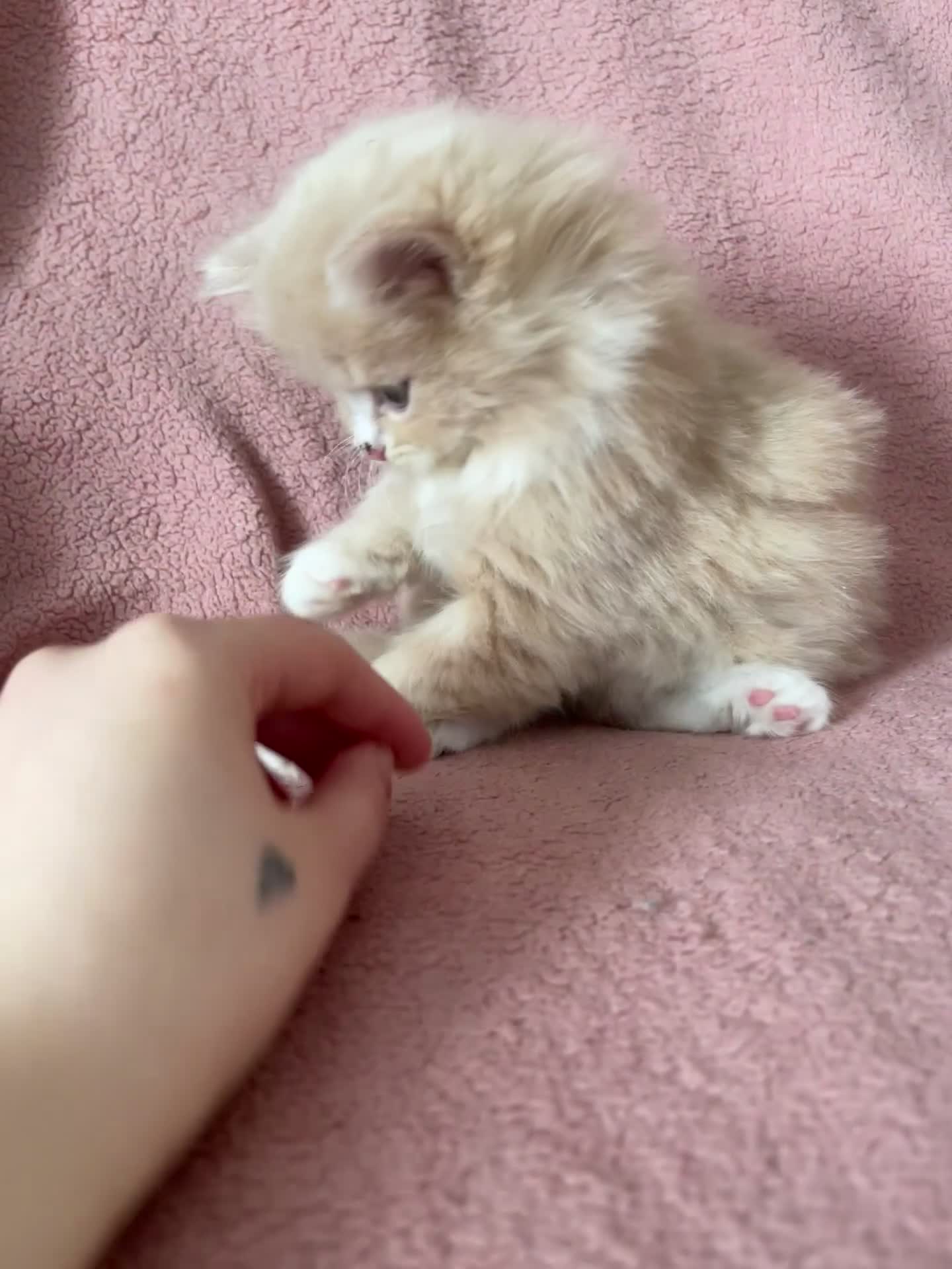 Ragdoll cats for sale: Beautiful Scottish fold mix Ragdoll Kittens - Video 1