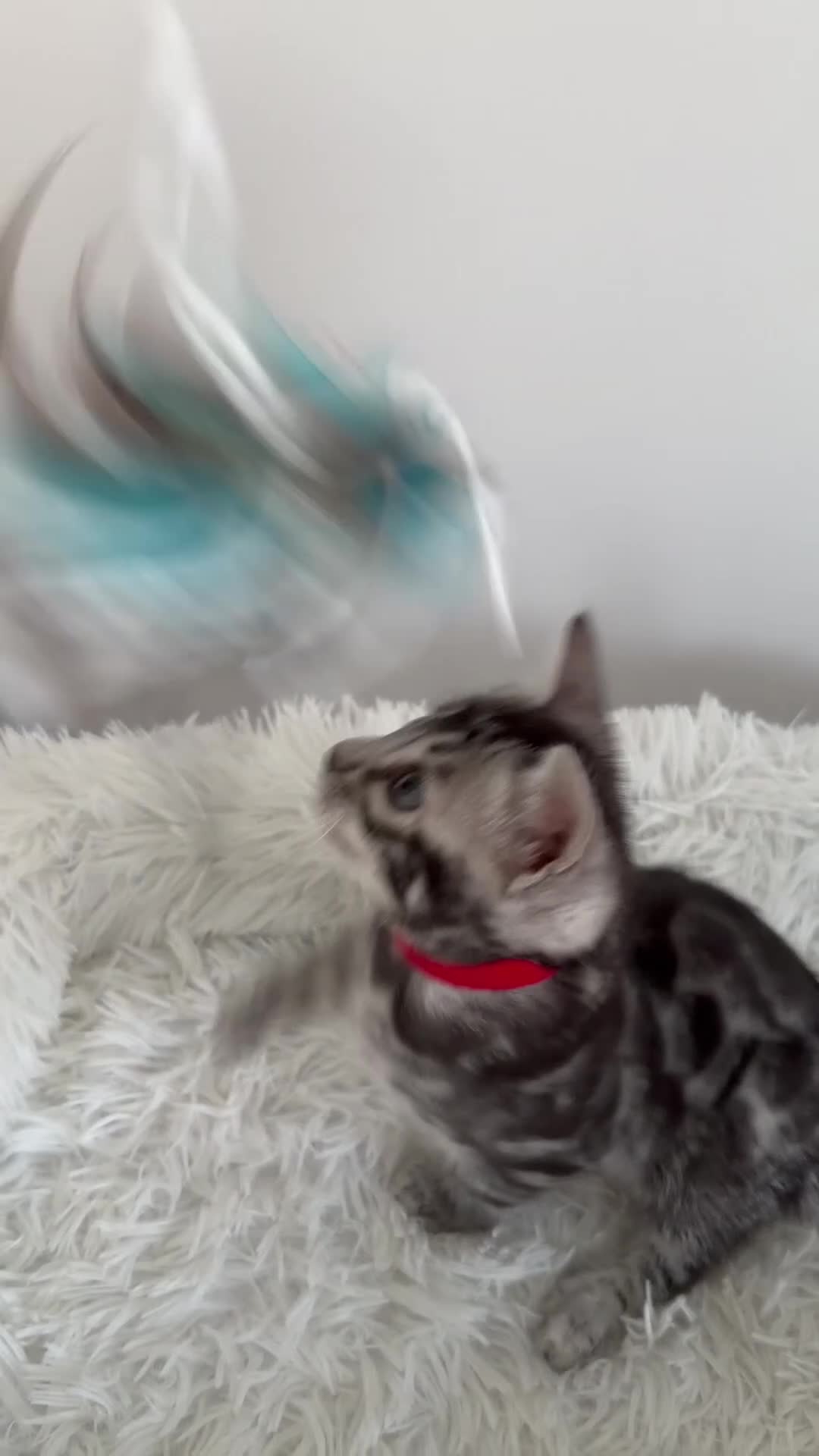 Bengal cats for sale: Exceptional Silver Bengal Kittens - Video 2