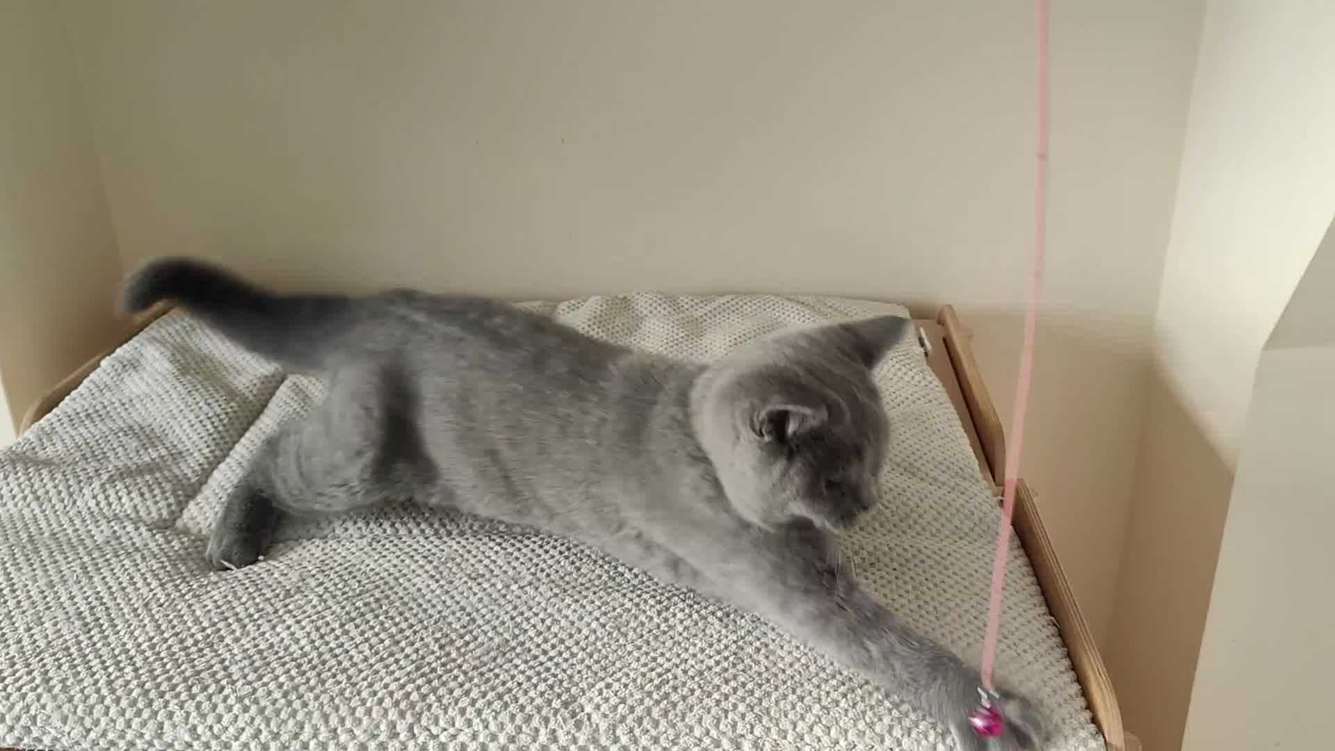 British Shorthair cats for sale: Amazing British shorthair blue kittens in Ware - Video 3