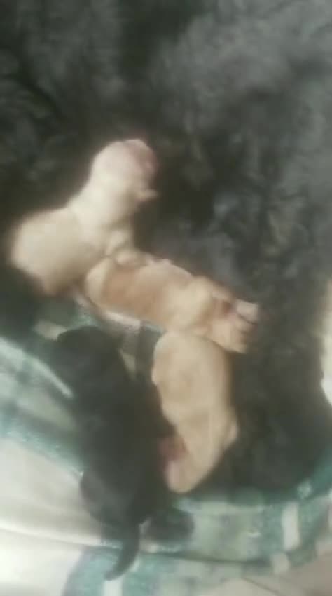 Shihpoo dogs for sale: Shihpoo x kc registered toy poodle  - Video 1