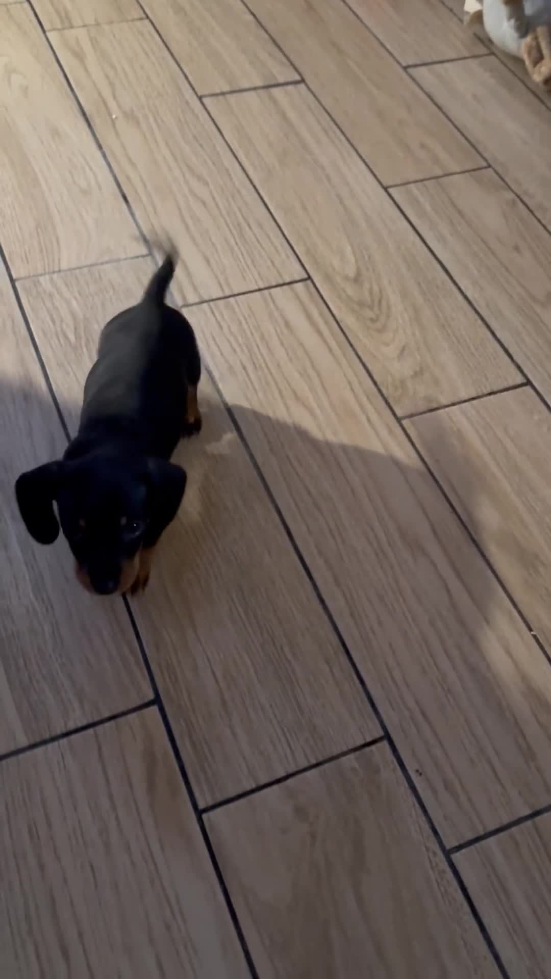 Miniature Dachshund dogs for sale: Last boy and girl  - Video 4