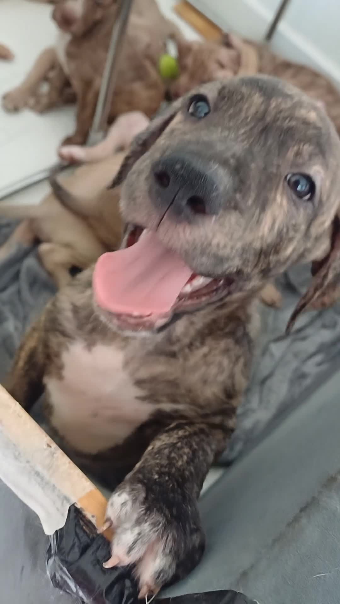 Mixed Breed dogs for sale: Ready to leave  in London - Video 2